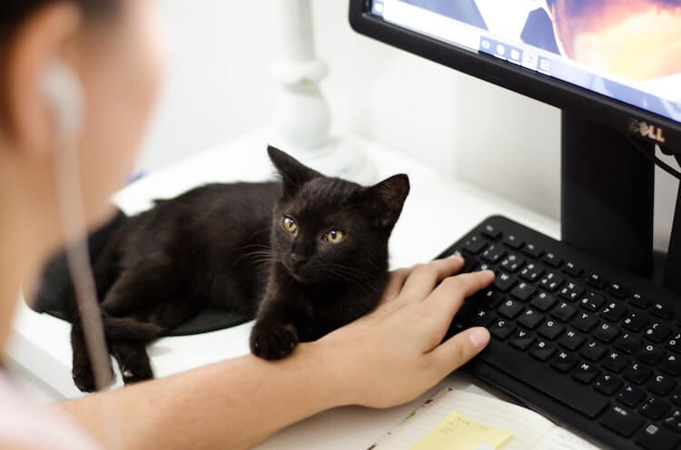 Pet Owner Consumer Behavior